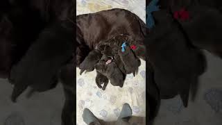 おれんじらぶずの日常の動画