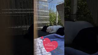 おれんじらぶずの日常の動画
