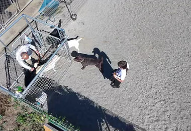 ドッグランで犬と遊ぶ様子