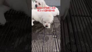 【秘蔵】生後30日頃の仔犬たち　コゾローズ😆