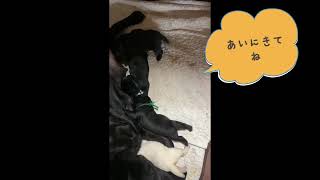 プロジェクト 09-28_4K_MEDIUM_FR30.mp4